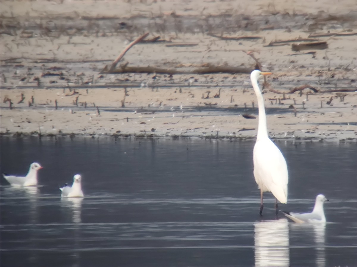 Great Egret - ML646957756