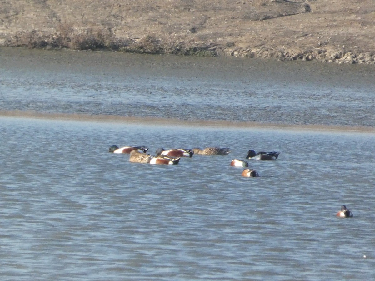 skjeand - ML646957762