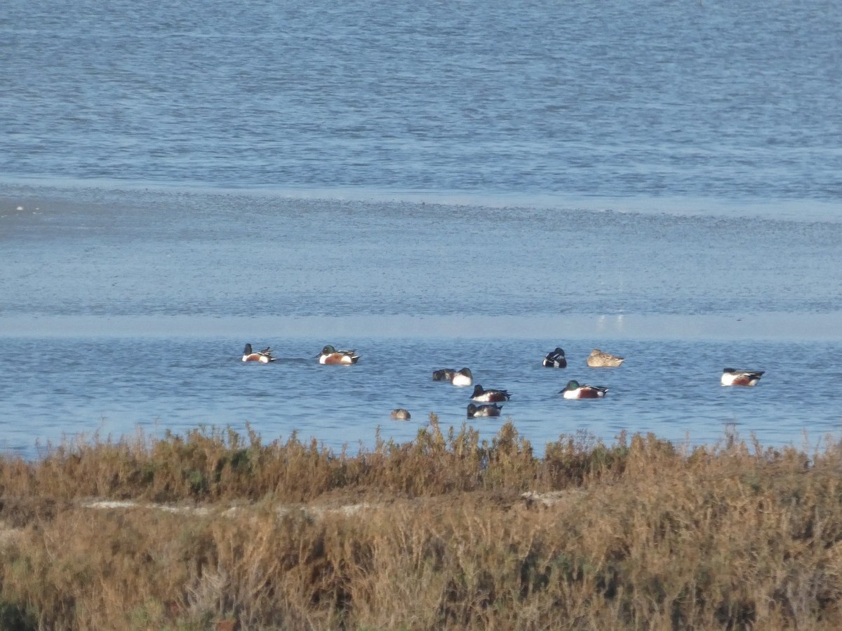 skjeand - ML646957763