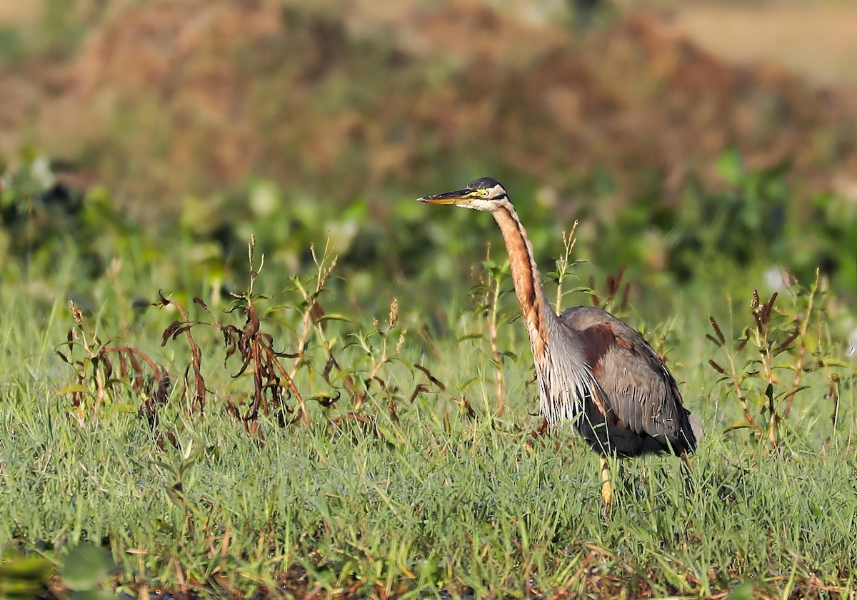 volavka červená - ML646957764