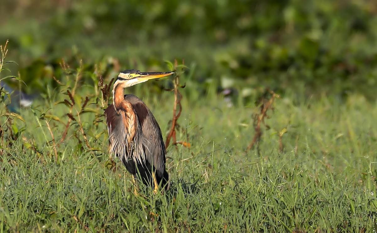 volavka červená - ML646957766