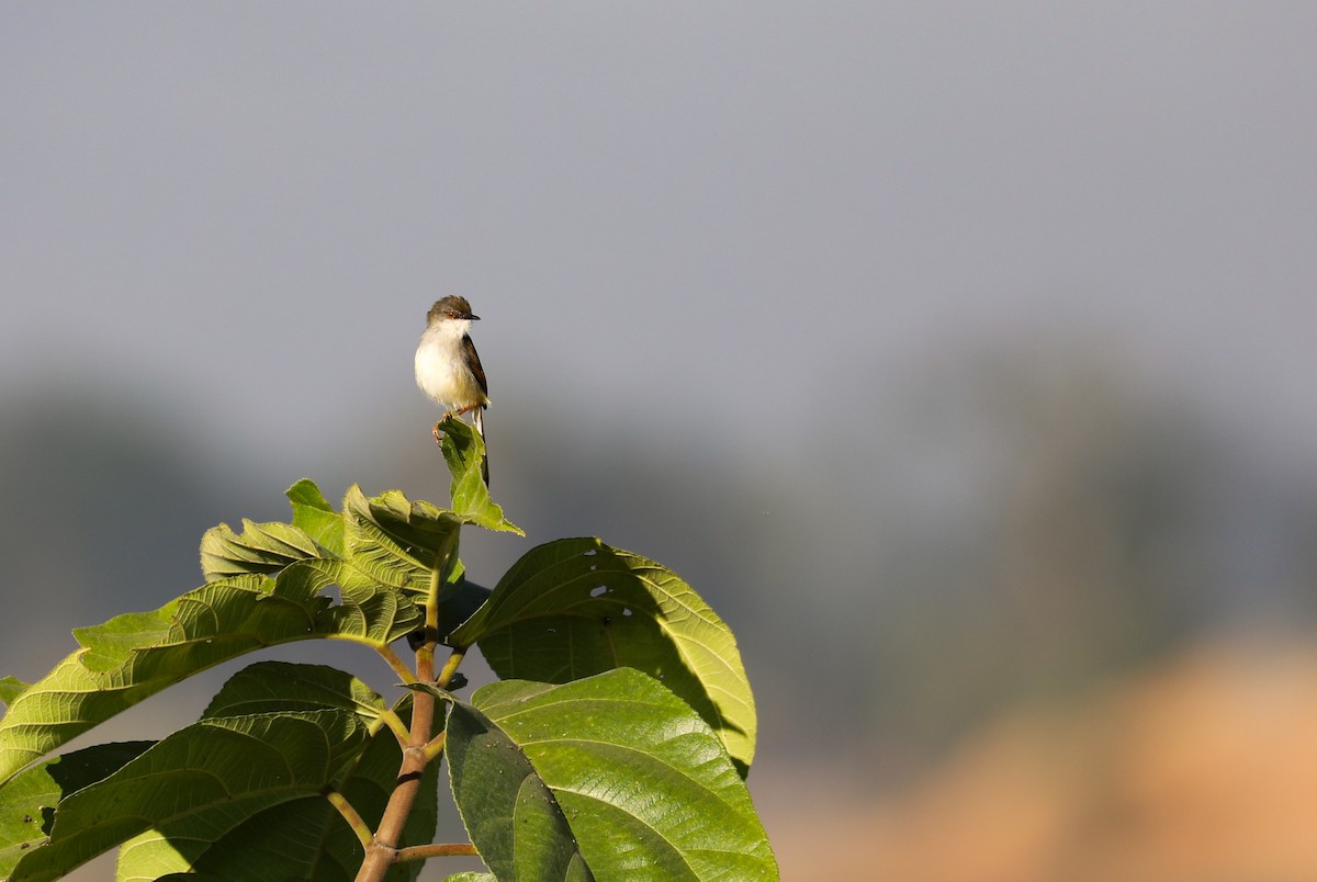 Gray-breasted Prinia - ML646957768