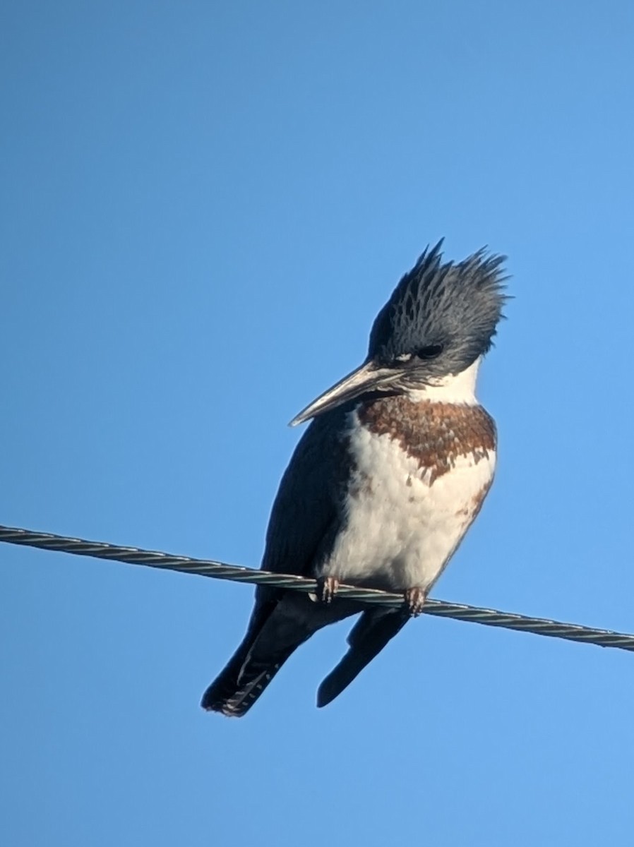 Belted Kingfisher - ML646957769