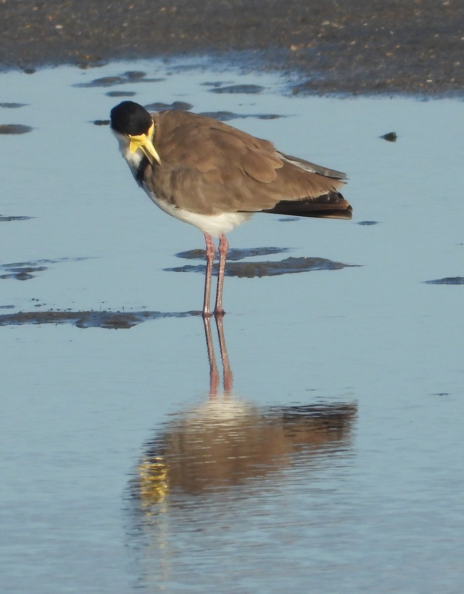 Masked Lapwing - ML646957770