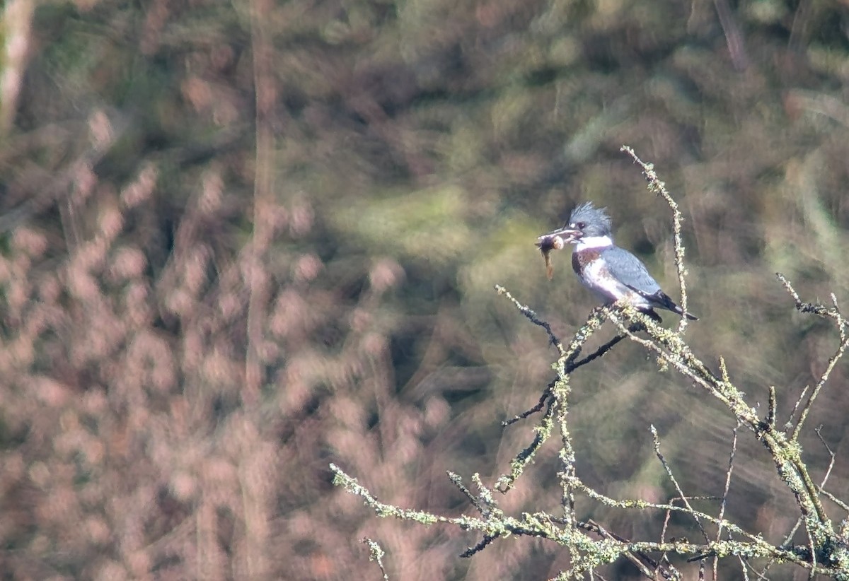Belted Kingfisher - ML646957771