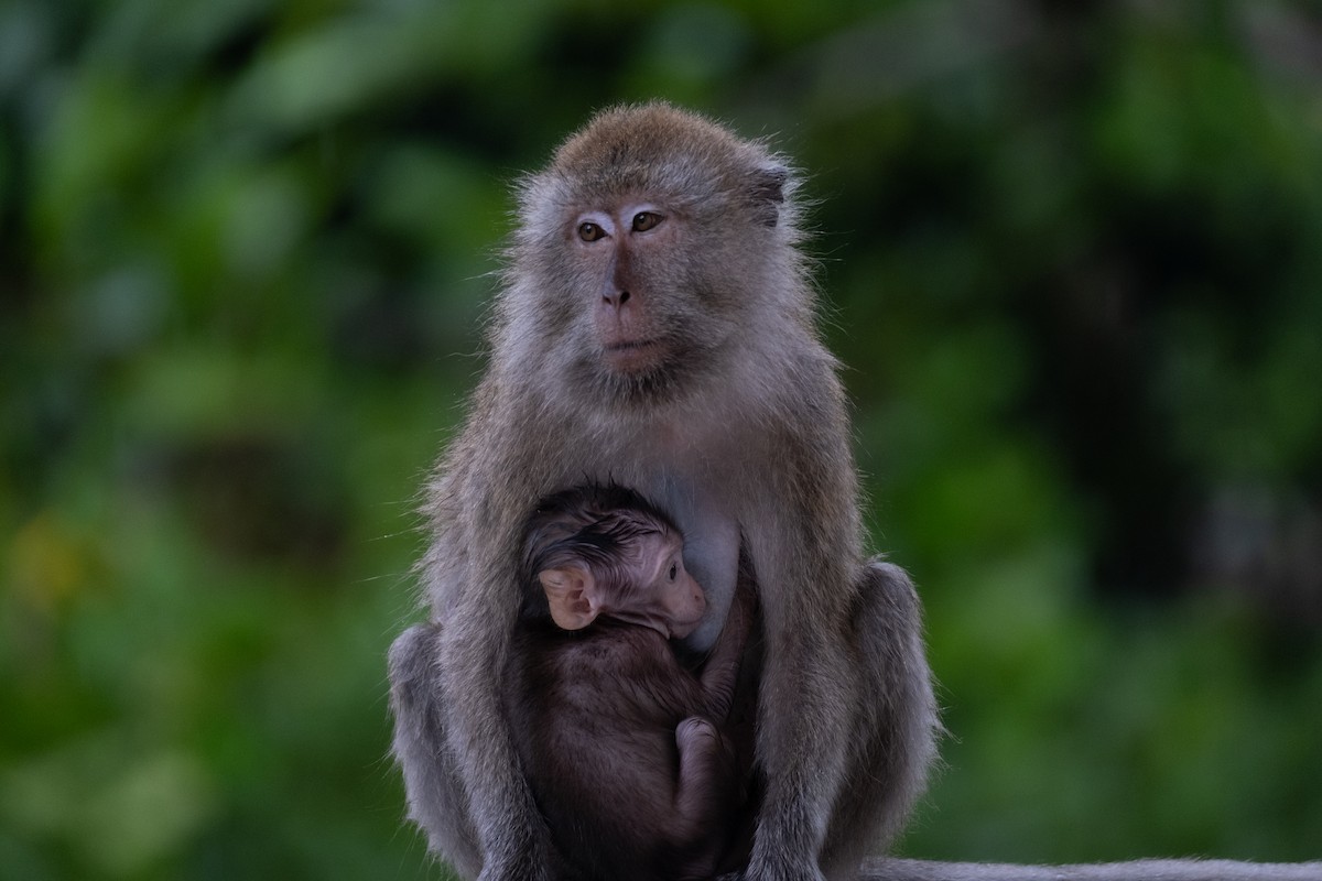 Long-tailed Macaque - ML646957772