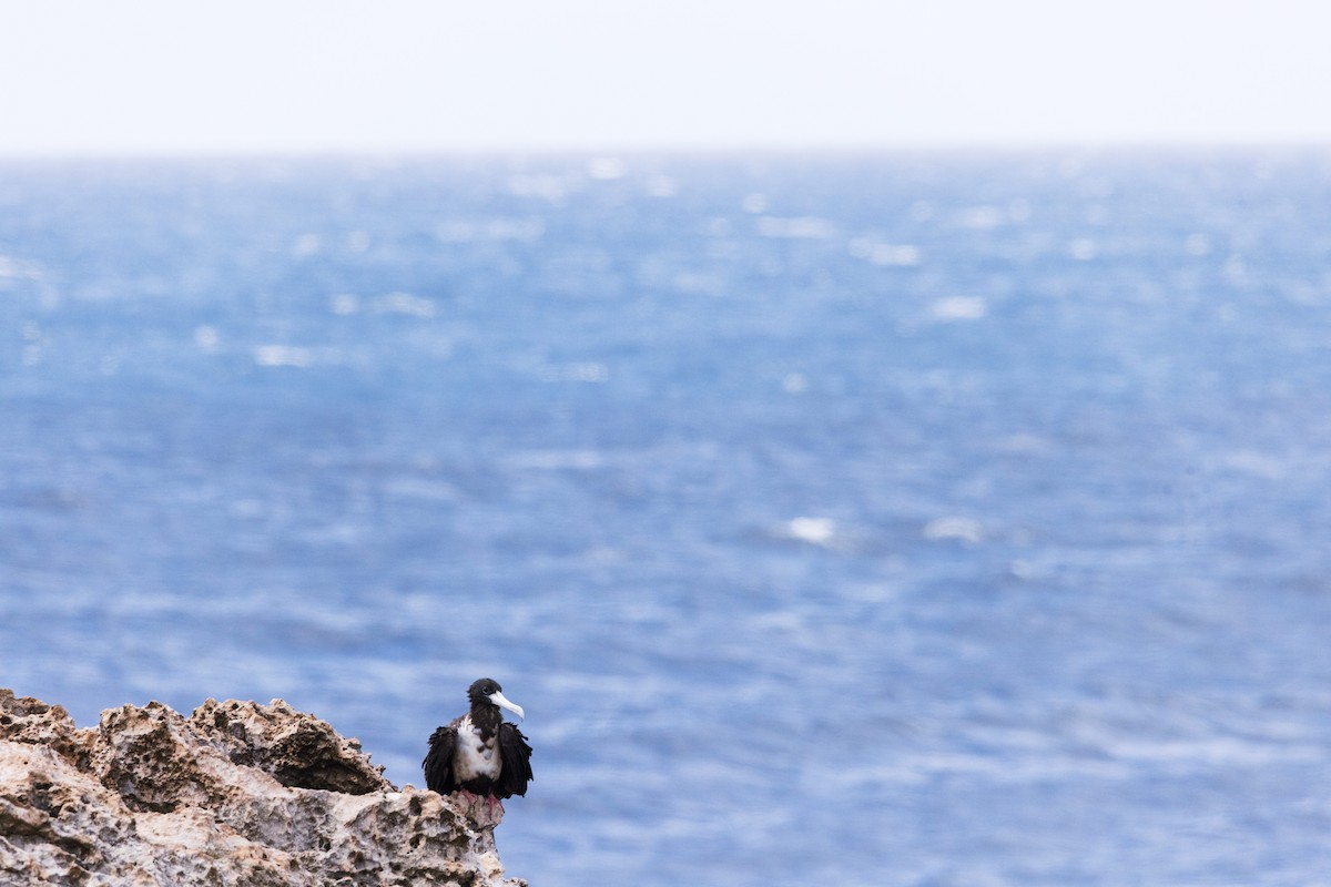 Brown Booby - ML646957773