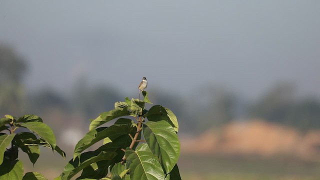 Gray-breasted Prinia - ML646957775