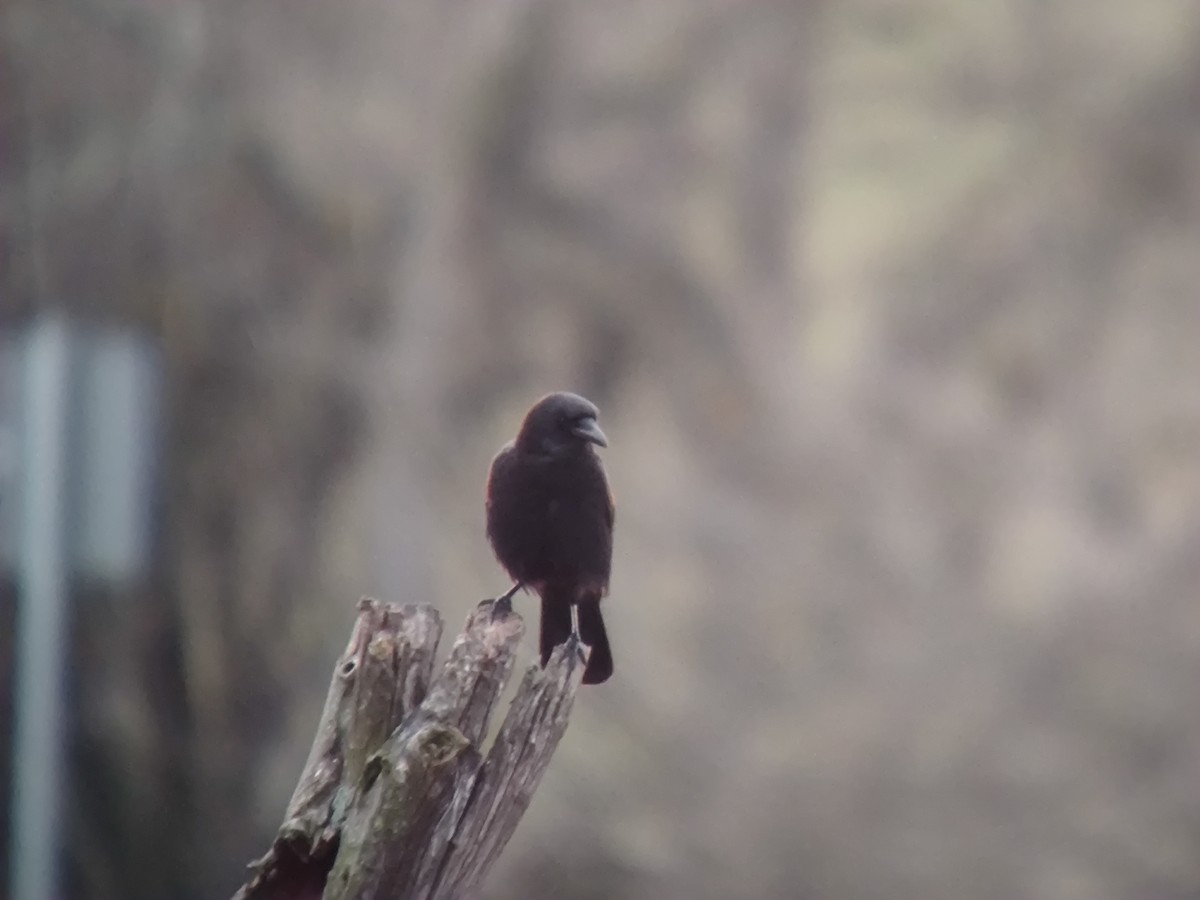 svartkråke - ML646957776