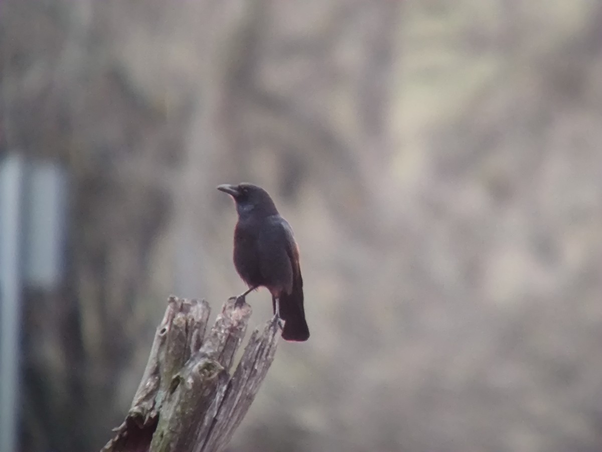 svartkråke - ML646957777