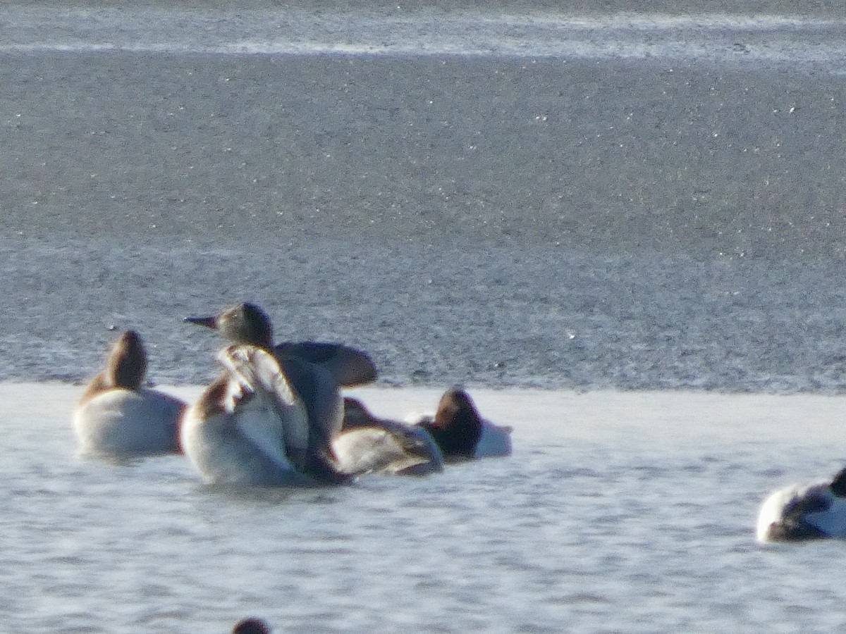 Fuligule à dos blanc - ML646957778