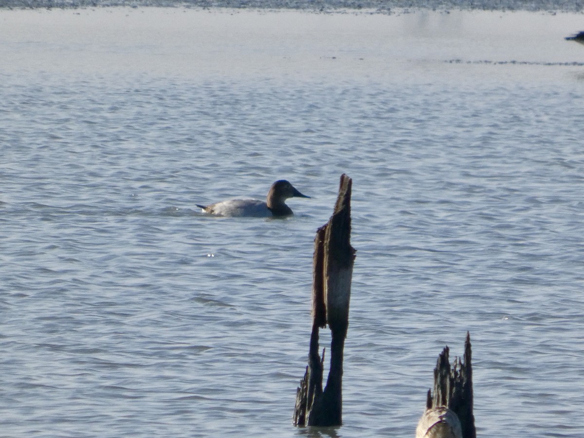 Fuligule à dos blanc - ML646957779