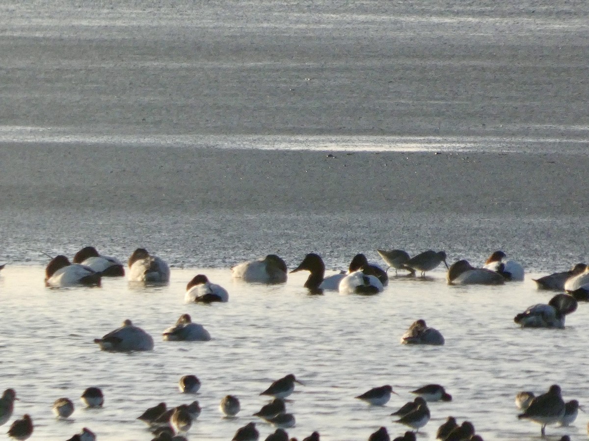 Fuligule à dos blanc - ML646957780