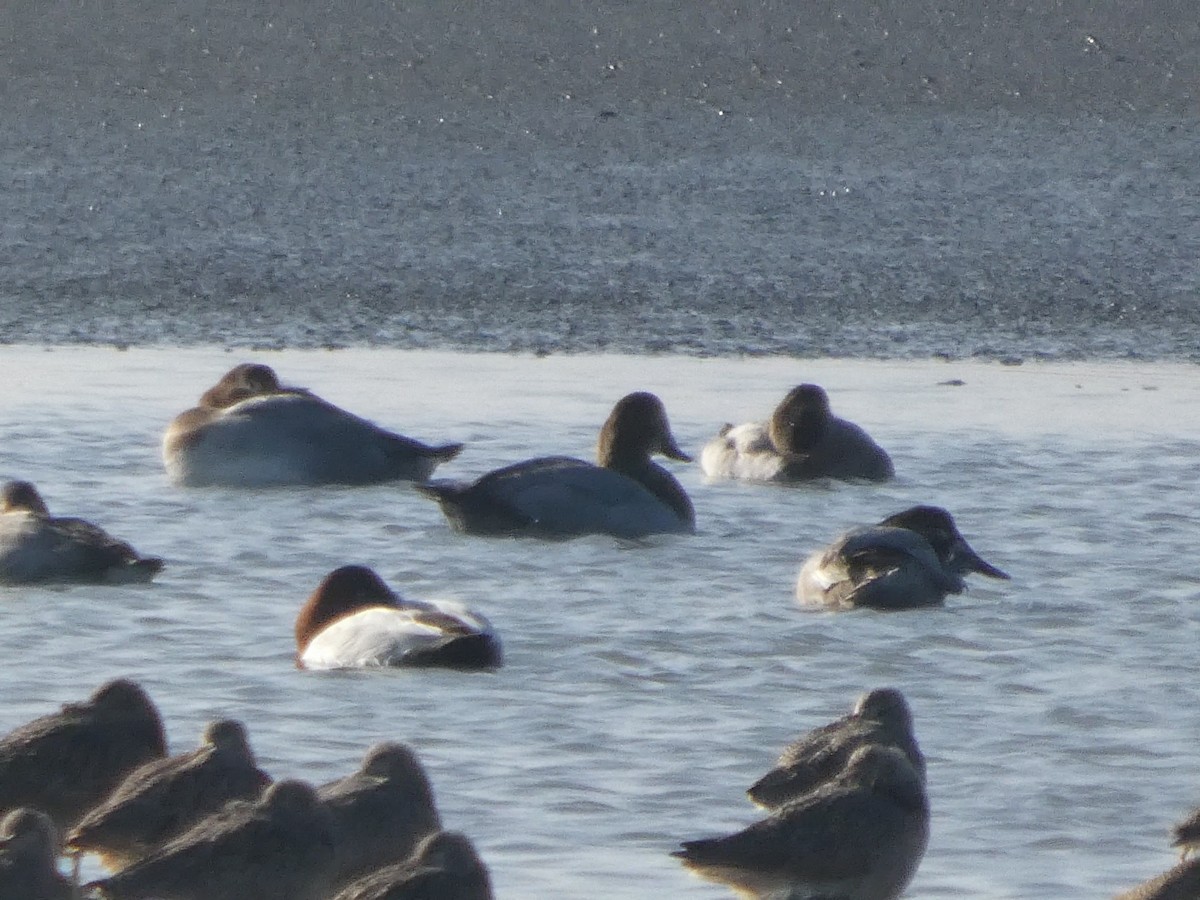 Fuligule à dos blanc - ML646957781