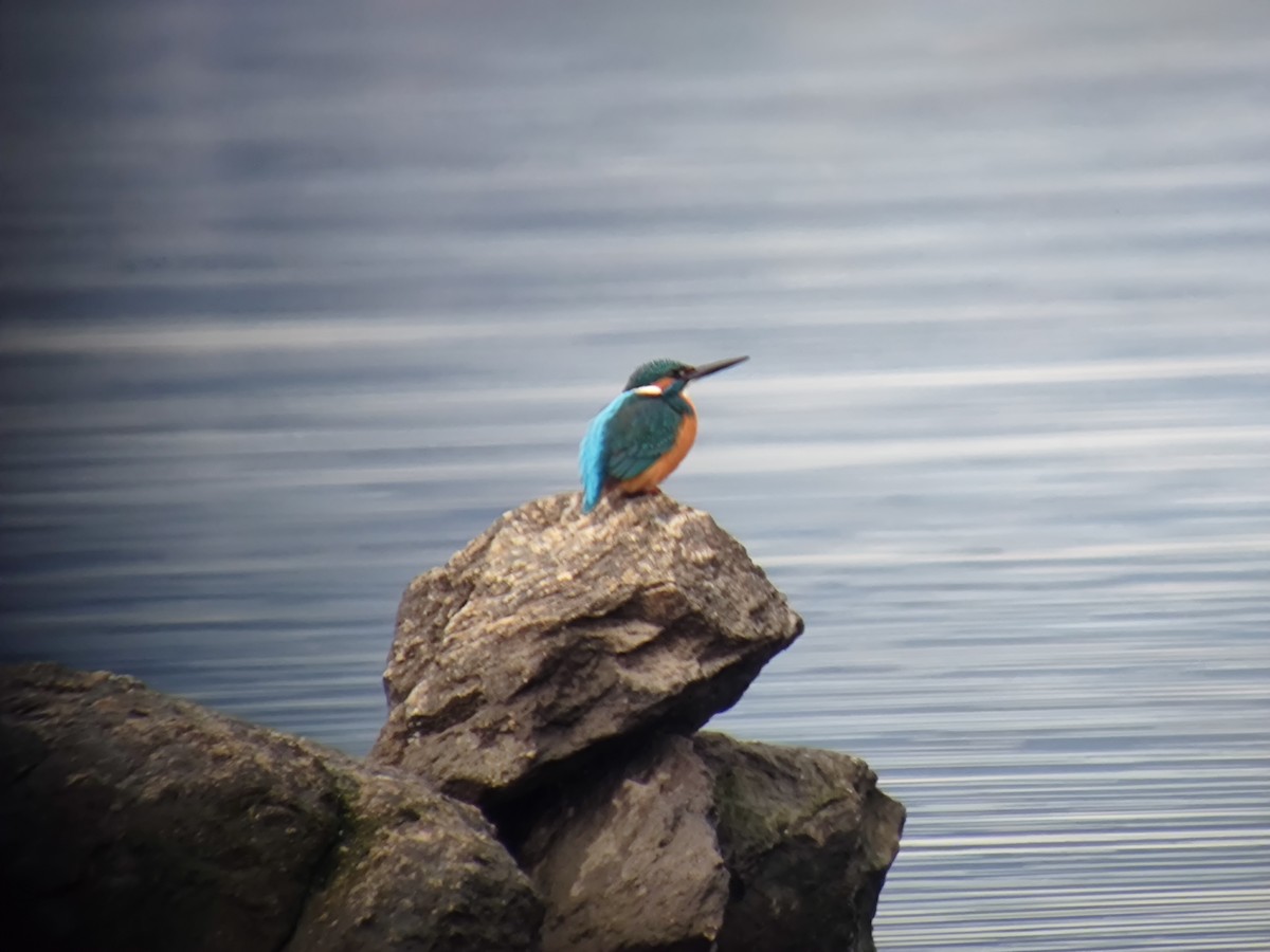 Common Kingfisher - ML646957782