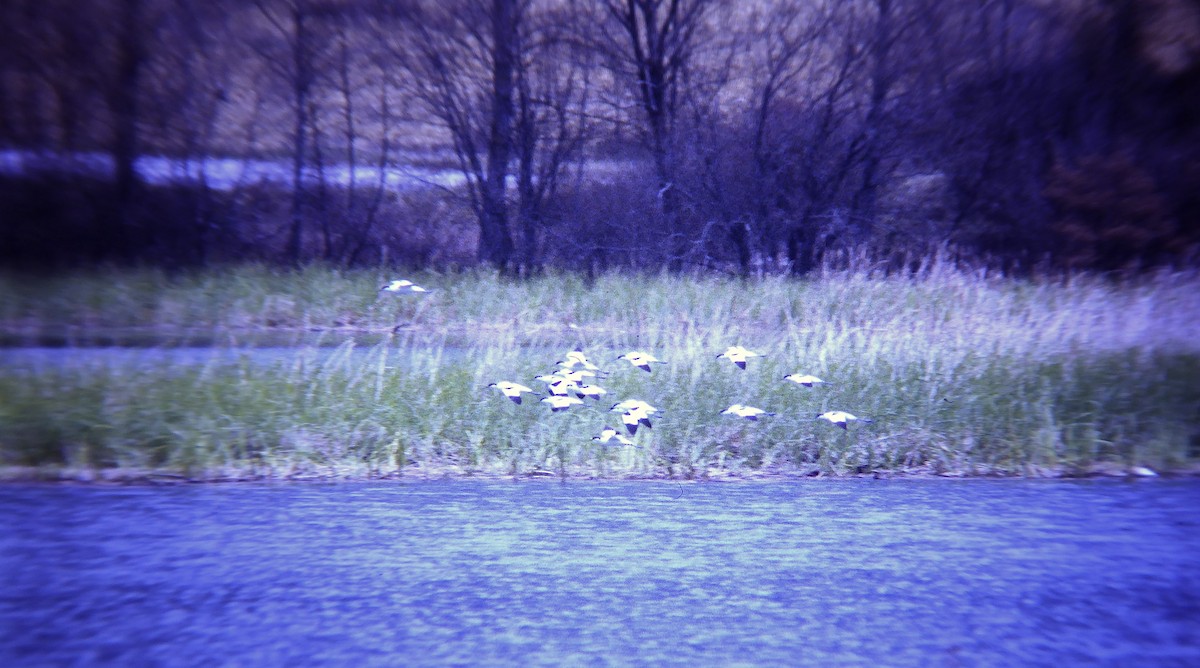 Abozeta kaskabeltza - ML646957783