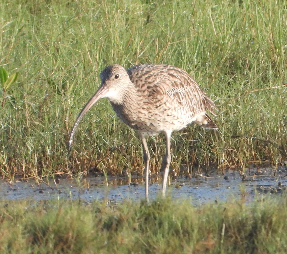 Дальневосточный кроншнеп - ML646957784