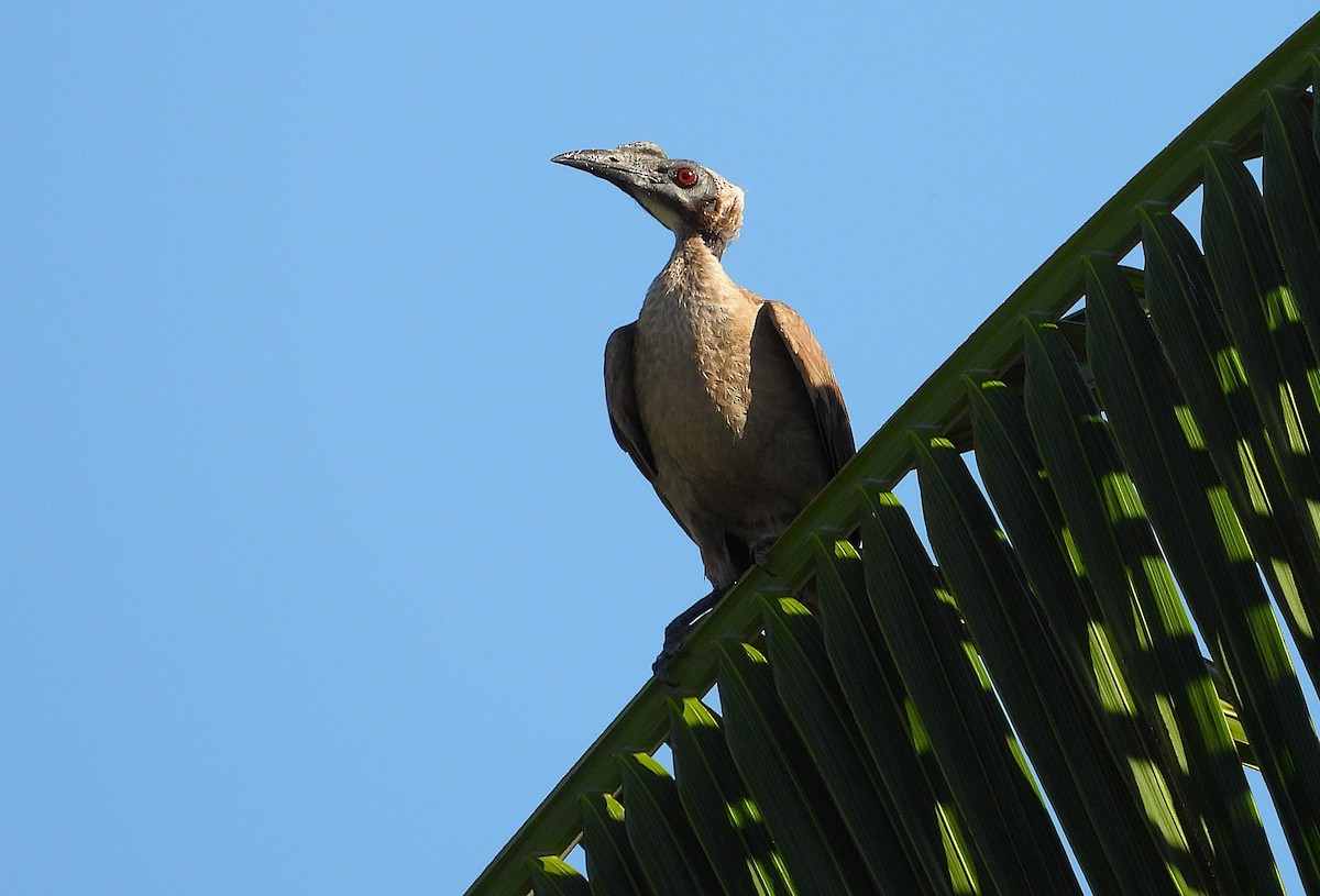 Helmlederkopf - ML646957787