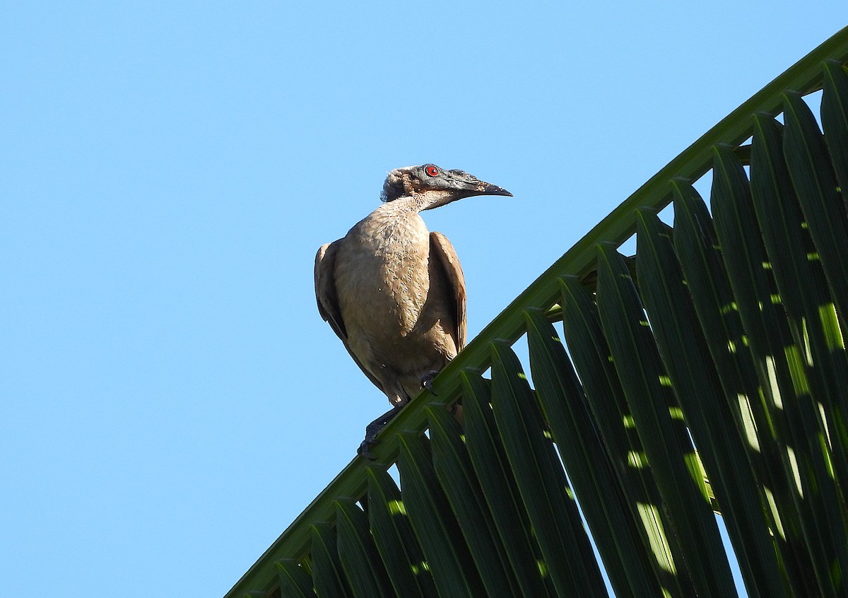 Helmlederkopf - ML646957788