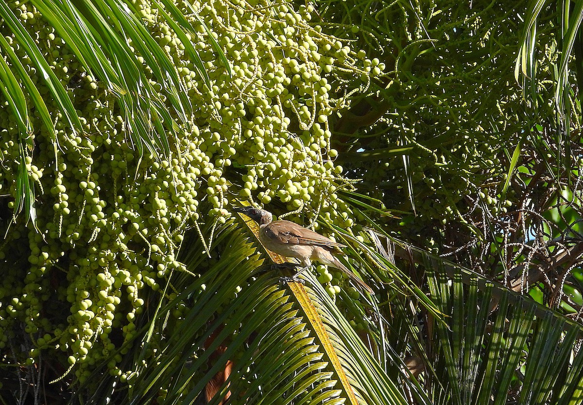 Helmlederkopf - ML646957789