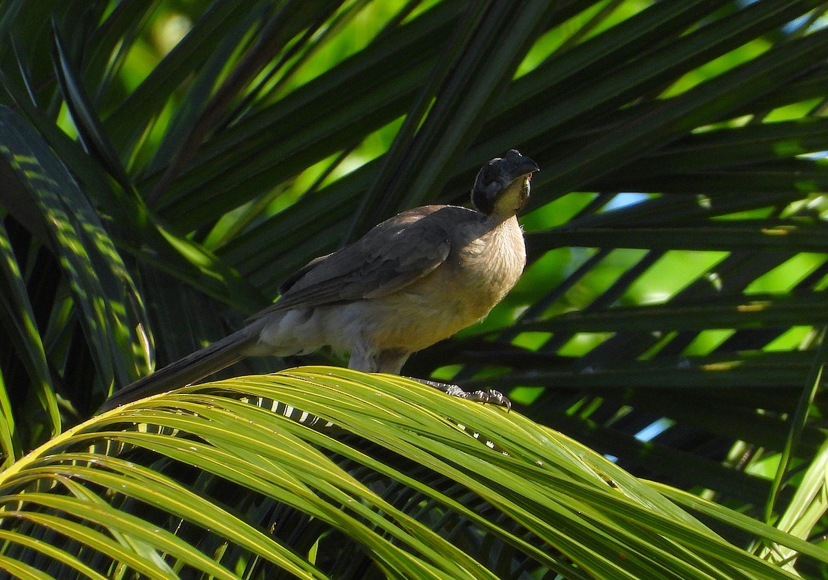 Helmlederkopf - ML646957791