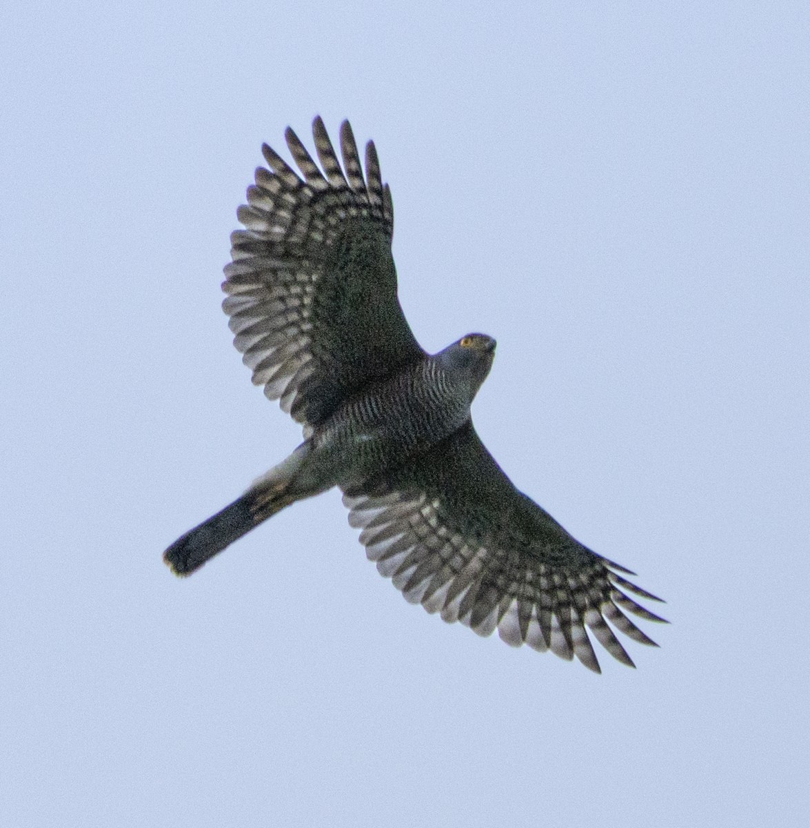 African Goshawk (Southern) - ML646957792