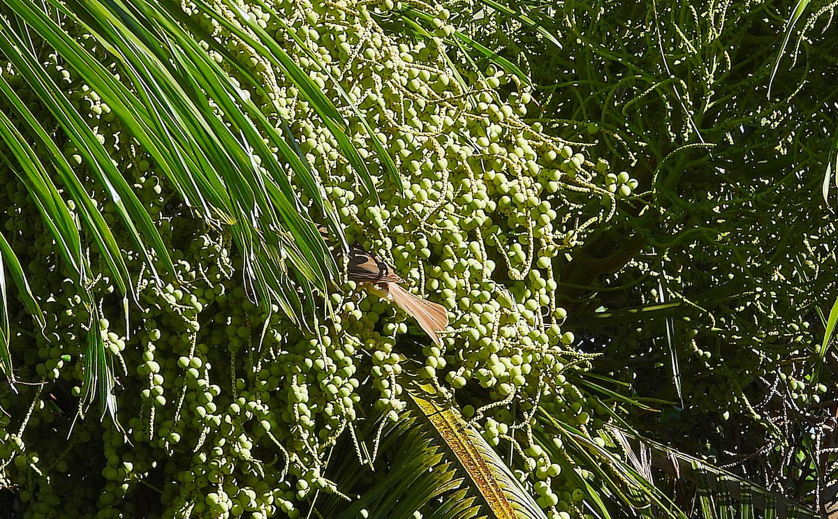 Helmlederkopf - ML646957793