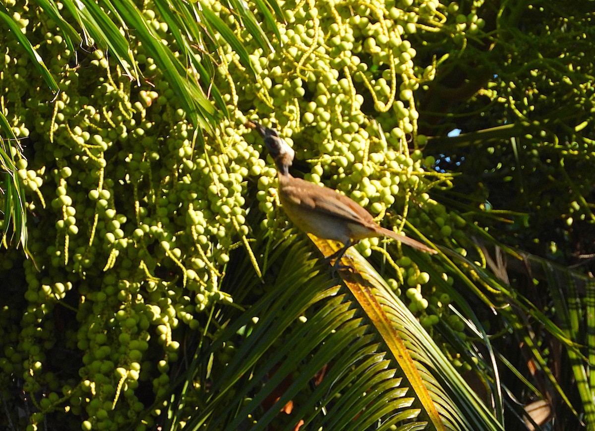 Helmlederkopf - ML646957794