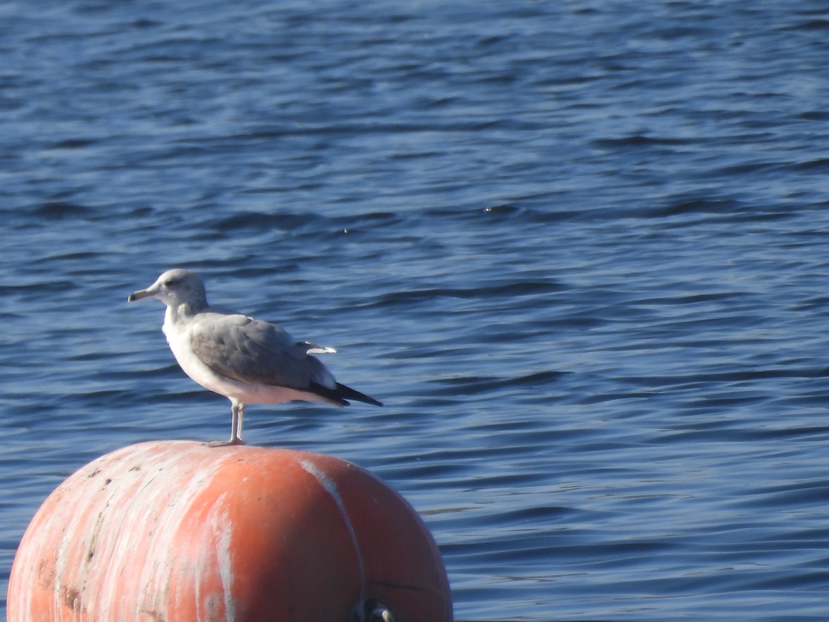 California Gull - ML646957797