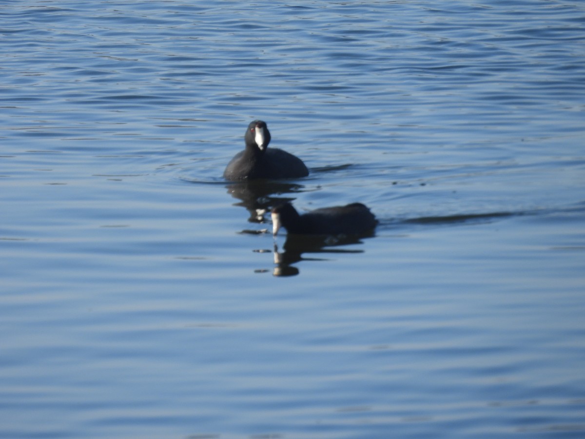 American Coot - ML646957798
