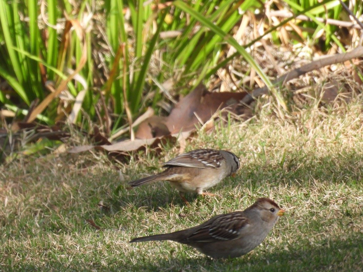 White-crowned Sparrow - ML646957799