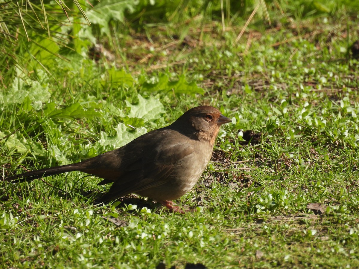 California Towhee - ML646957800