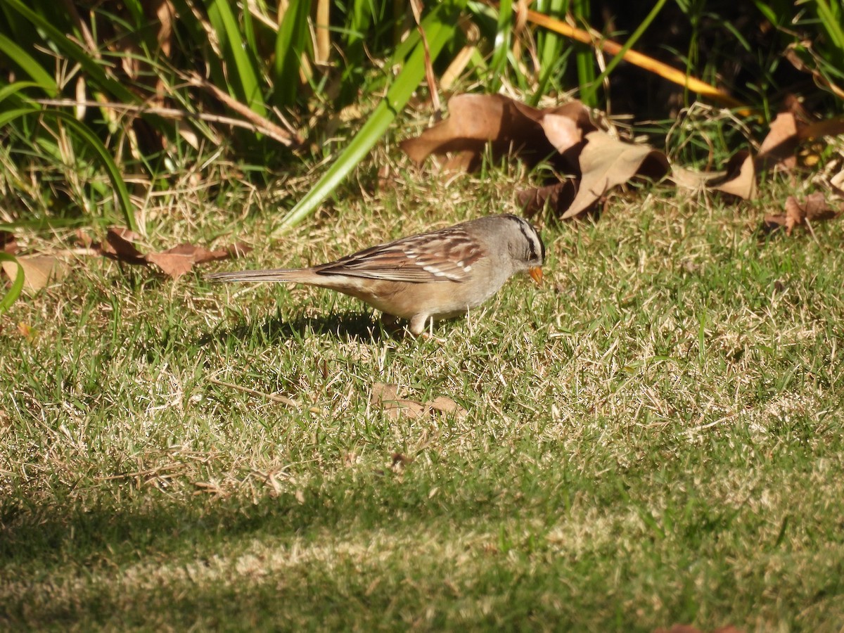 White-crowned Sparrow - ML646957801