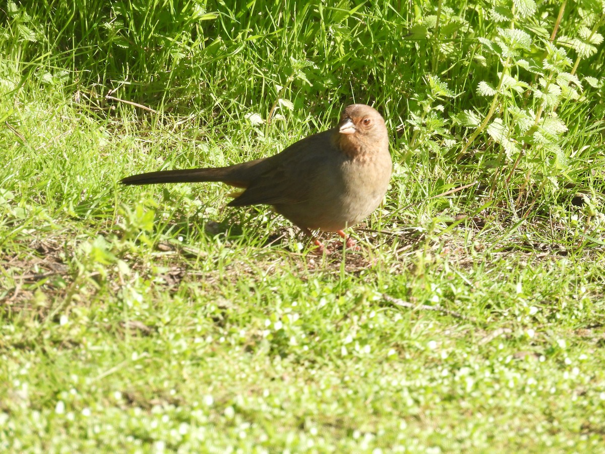 California Towhee - ML646957802