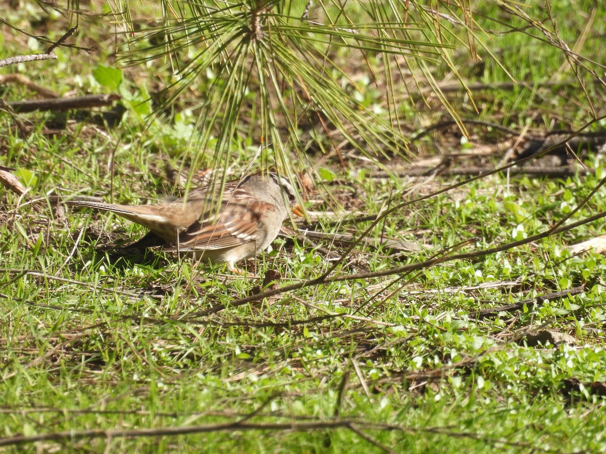 White-crowned Sparrow - ML646957803