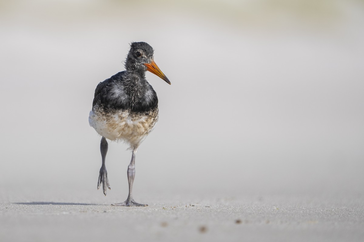 Yeni Zelanda Kara Poyrazkuşu - ML646957804