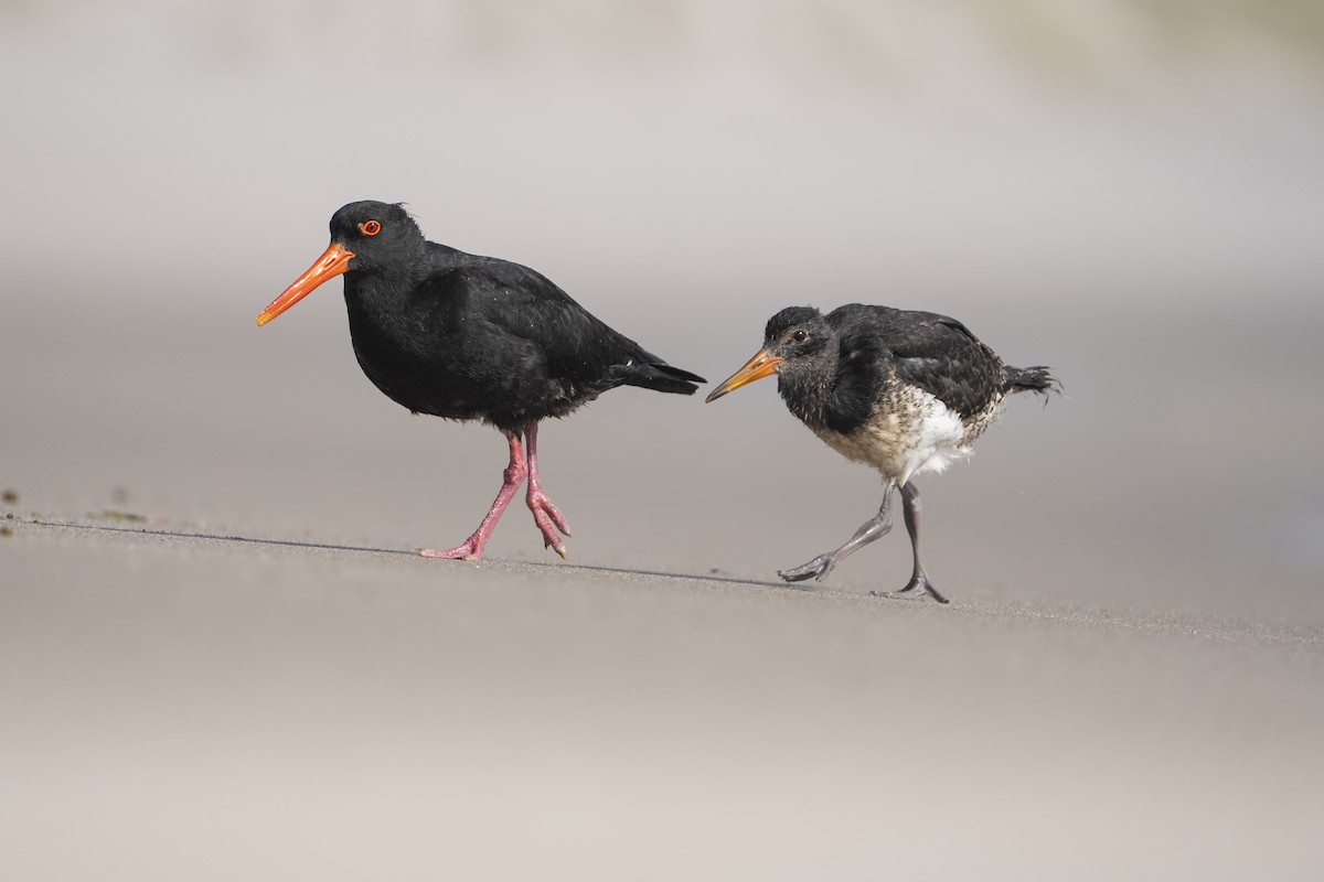 Yeni Zelanda Kara Poyrazkuşu - ML646957805