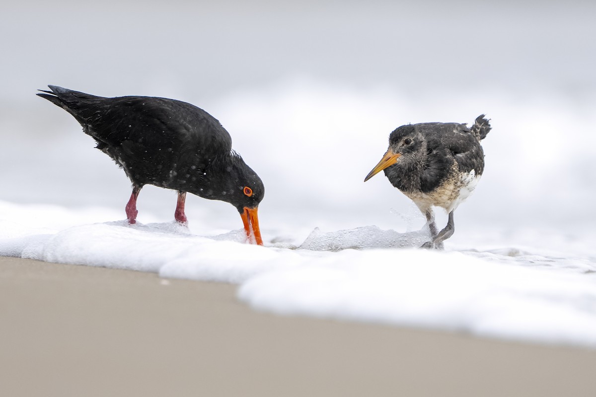 Yeni Zelanda Kara Poyrazkuşu - ML646957806