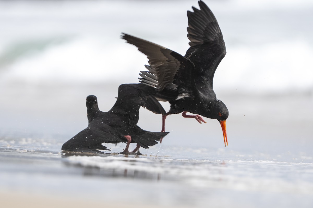 Yeni Zelanda Kara Poyrazkuşu - ML646957807