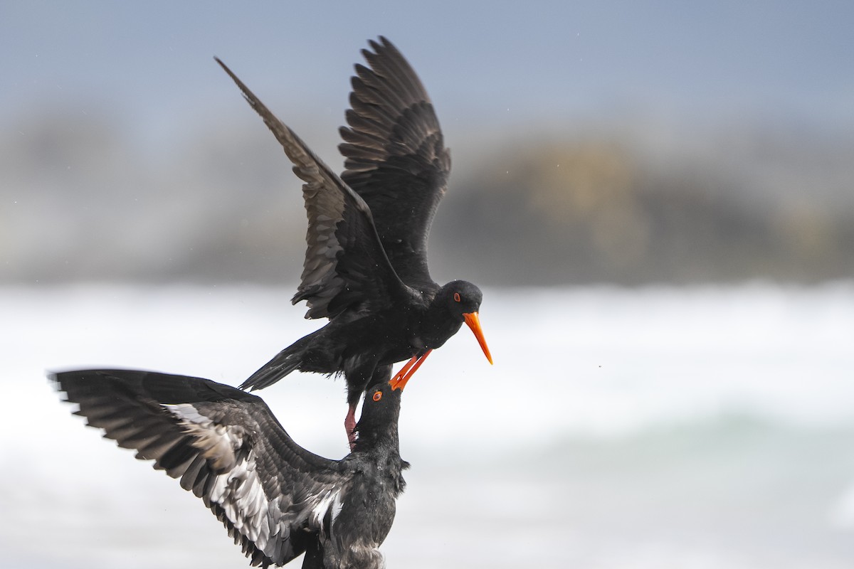 Yeni Zelanda Kara Poyrazkuşu - ML646957808