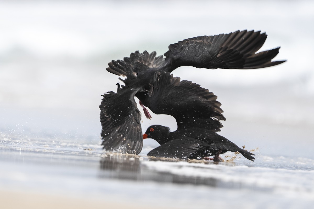 Yeni Zelanda Kara Poyrazkuşu - ML646957809