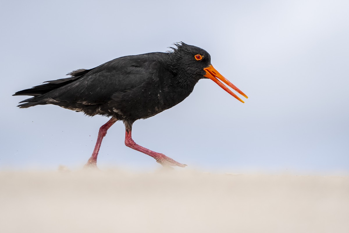 Yeni Zelanda Kara Poyrazkuşu - ML646957810