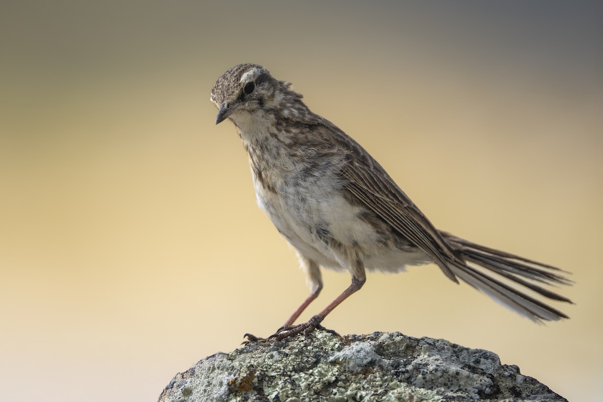 Neuseeland-Spornpieper - ML646957813