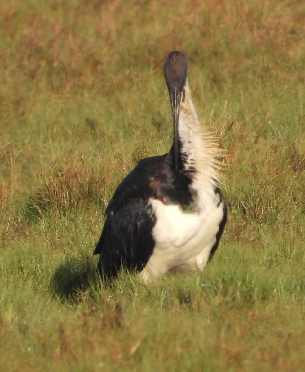 Австралийский ибис - ML646957814