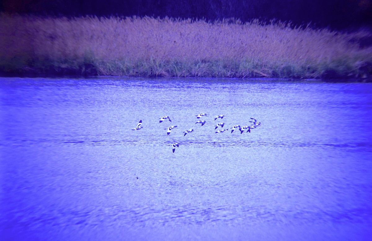 Abozeta kaskabeltza - ML646957817