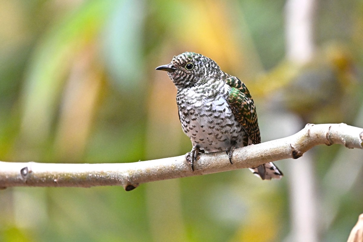 Klaas's Cuckoo - ML646957818