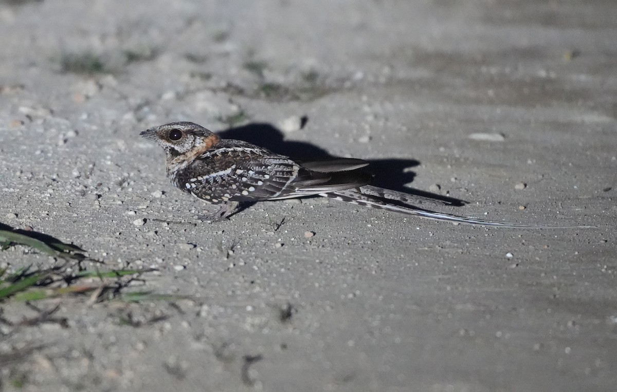 Острохвостый козодой - ML646957820