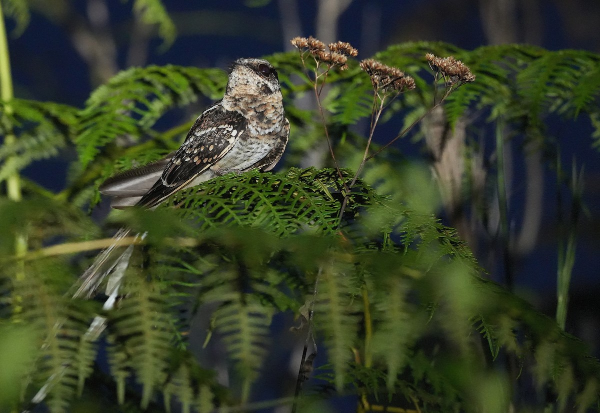 Острохвостый козодой - ML646957821