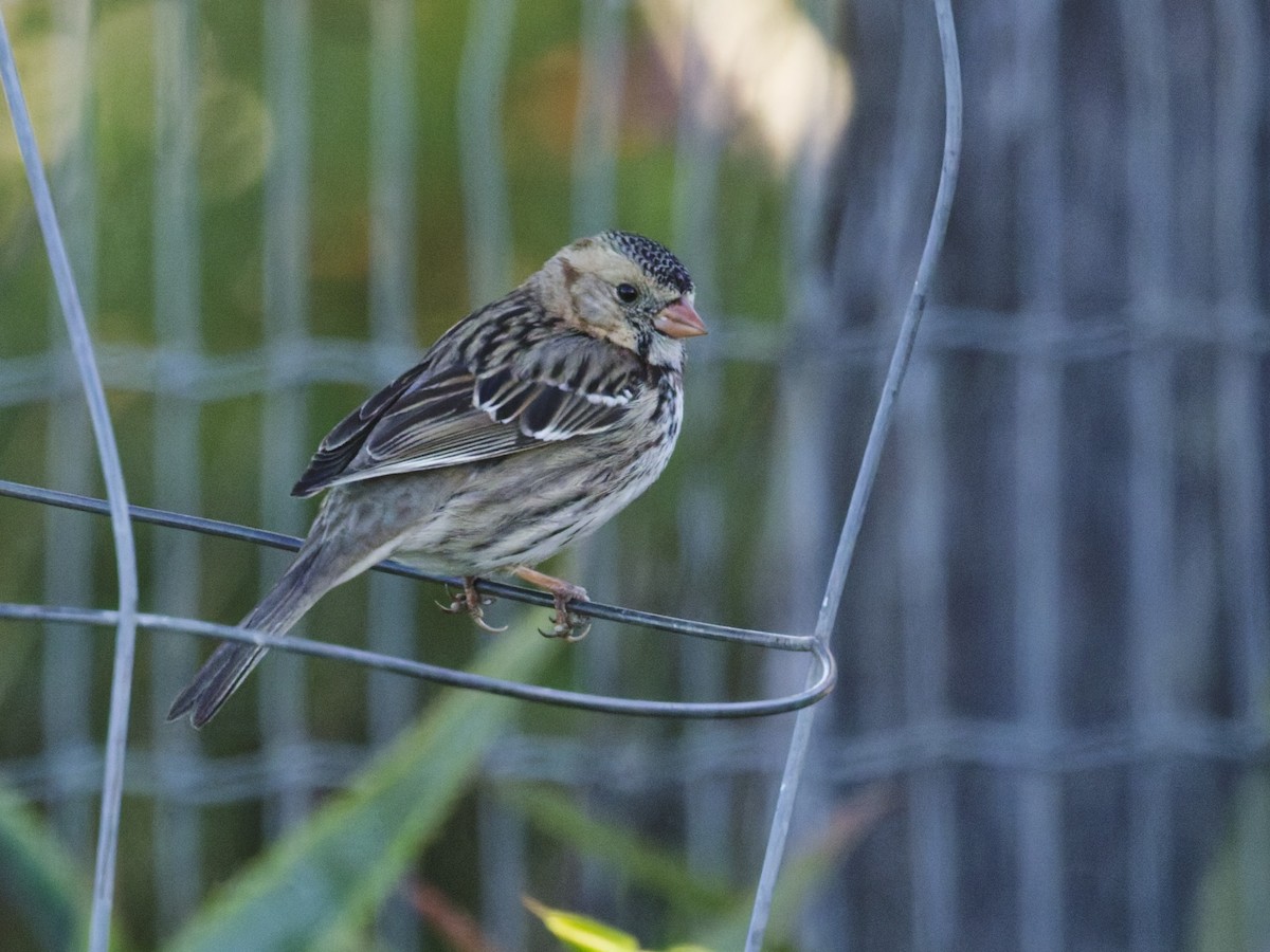 Лесная зонотрихия - ML646957822