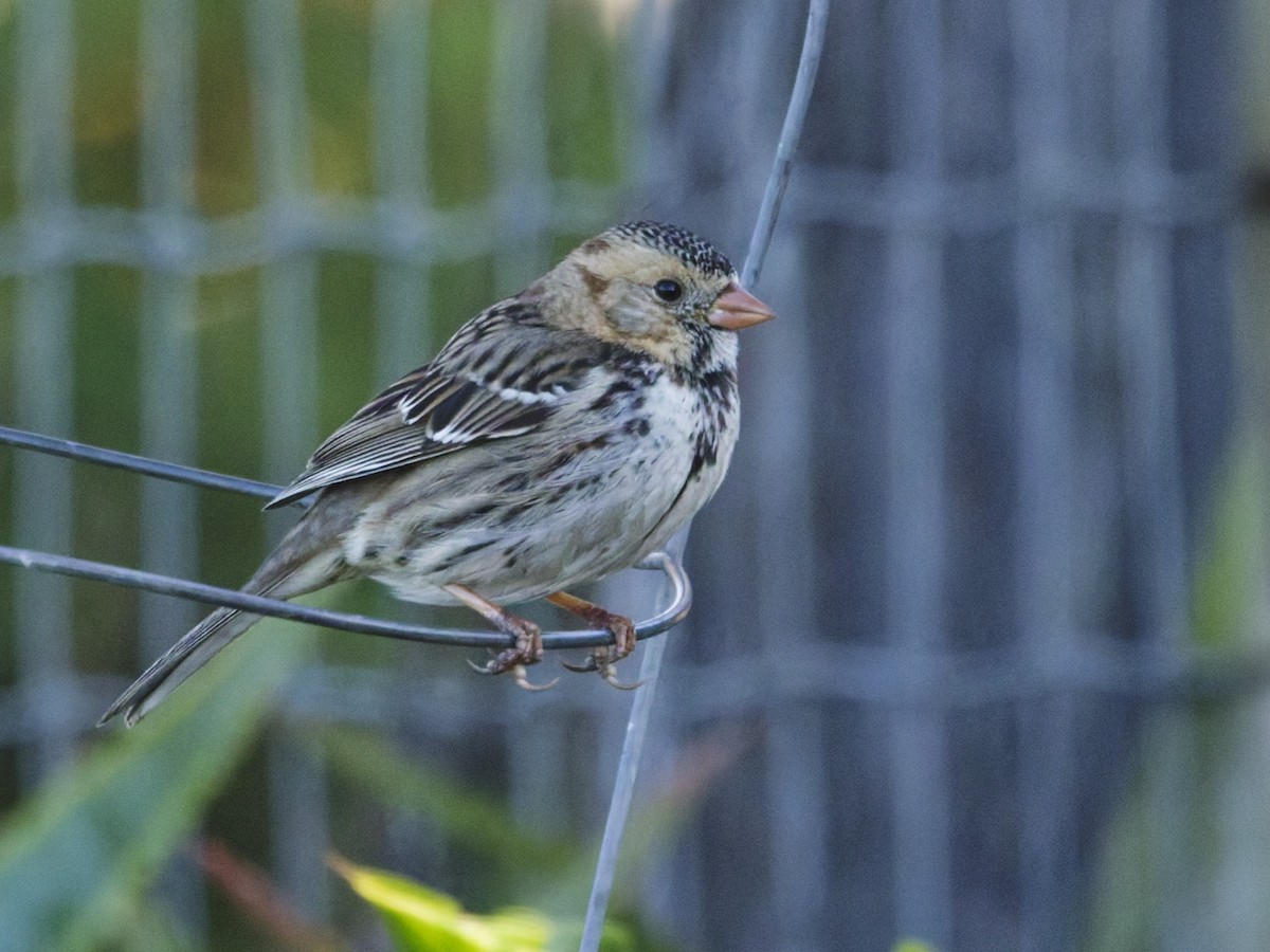 Лесная зонотрихия - ML646957823